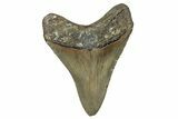 Serrated, Fossil Megalodon Tooth - North Carolina #344063-1